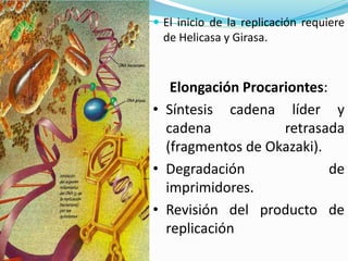  El inicio de la replicación requiere

de Helicasa y Girasa.

Elongación Procariontes:
• Síntesis cadena líder y
cadena
retrasada
(fragmentos de Okazaki).
• Degradación
de
imprimidores.
• Revisión del producto de
replicación

 