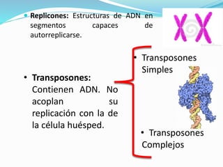  Replicones: Estructuras de ADN en

segmentos
autorreplicarse.

capaces

• Transposones:
Contienen ADN. No
acoplan
su
replicación con la de
la célula huésped.

de

• Transposones
Simples

• Transposones
Complejos

 