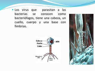  Los virus que

parasitan a las
bacterias
se
conocen
como
bacteriófagos, tiene una cabeza, un
cuello, cuerpo y una base con
fimbrias.

 
