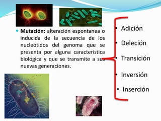  Mutación: alteración espontanea o

inducida de la secuencia de los
nucleótidos del genoma que se
presenta por alguna característica
biológica y que se transmite a sus
nuevas generaciones.

• Adición
• Deleción
• Transición
• Inversión
• Inserción

 
