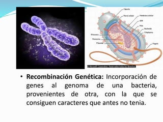 • Recombinación Genética: Incorporación de
genes al genoma de una bacteria,
provenientes de otra, con la que se
consiguen caracteres que antes no tenia.

 