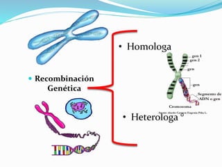 • Homologa
 Recombinación

Genética

• Heterologa °

 