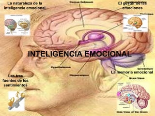La naturaleza de la
inteligencia emocional

El gestor de las
emociones

INTELIGENCIA EMOCIONAL
La memoria emocional
Las tres
fuentes de los
sentimientos

 