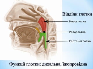 Відділи глотки

Функції глотки: дихальна, їжопровідна

 