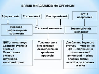 ВПЛИВ МИГДАЛИКІВ НА ОРГАНІЗМ
Аферентний

Токсемічний

Нервоворефлекторний
компонент
ЦНС, гіпоталамус
Серцево-судинна
система
Сечостатева
система
Шлунковокишковий тракт

Бактеріемічний

Токсичний компонент

Тонзилогенна
інтоксикація ––
декомпенсація
хронічних
процесів

Імуноалергічний

Імунологічний
компонент

Дисбаланс імунного
статусу → утворення
ЦІК → підвищення
хемотаксичної
активності → лізис
власних тканин →
антитіла до власних
тканин

 