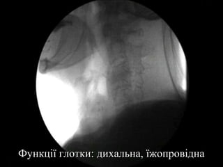 Функції глотки: дихальна, їжопровідна

 