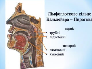 Лімфоглоткове кільце
Вальдейєра – Пирогова
парні:
• трубні
• піднебінні
непарні:
• глотковий
• язиковий

 