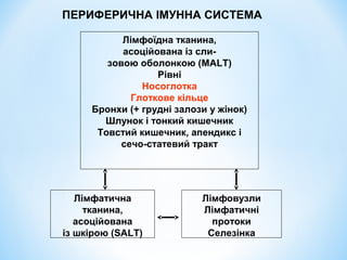 ПЕРИФЕРИЧНА ІМУННА СИСТЕМА
Лімфоїдна тканина,
асоційована із слизовою оболонкою (MALT)
Рівні
Носоглотка
Глоткове кільце
Бронхи (+ грудні залози у жінок)
Шлунок і тонкий кишечник
Товстий кишечник, апендикс і
сечо-статевий тракт

Лімфатична
тканина,
асоційована
із шкірою (SALT)

Лімфовузли
Лімфатичні
протоки
Селезінка

 