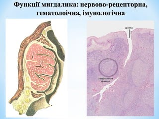 Функції мигдалика: нервово-рецепторна,
гематолоічна, імунологічна

 