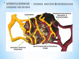 КАПІЛЯРИ

ПРОСВІТ КРИПТИ
(ЛАКУНИ)

ЛІМФОРЕТИКУЛЯРНА
ТКАНИНА З
ФОЛІКУЛАМИ

ВНУТРІШНЬОЕПІТЕЛІАЛЬНІ
ХОДИ

 