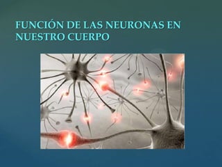 FUNCIÓN DE LAS NEURONAS EN
NUESTRO CUERPO

{

 
