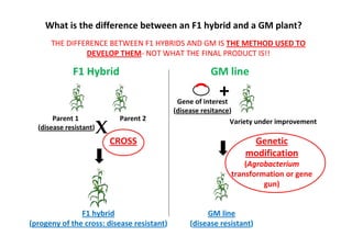 What is the difference between an F1 hybrid and a GM plant?
THE DIFFERENCE BETWEEN F1 HYBRIDS AND GM IS THE METHOD USED TO
DEVELOP THEM- NOT WHAT THE FINAL PRODUCT IS!!

F1 Hybrid

GM line

+

Parent 1
(disease resistant)

X

Parent 2

CROSS

Gene of interest
(disease resitance)
Variety under improvement

Genetic
modification
(Agrobacterium
transformation or gene
gun)

F1 hybrid
(progeny of the cross: disease resistant)

GM line
(disease resistant)

 