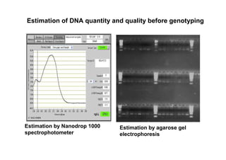 Estimation of DNA quantity and quality before genotyping

Estimation by Nanodrop 1000
spectrophotometer

Estimation by aga...
