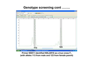 Genotype screening cont ……..

113

123

Primer NS911 identified NDLAR10 as a true cross F1
(with alleles 113 from male and...