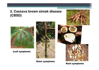2. Cassava brown streak disease
(CBSD)

Leaf symptoms

Stem symptoms
Root symptoms

 
