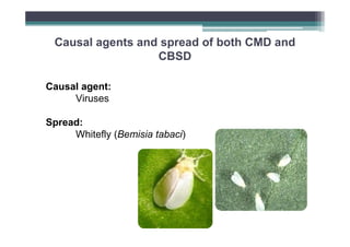 Causal agents and spread of both CMD and
CBSD
Causal agent:
Viruses
Spread:
Whitefly (Bemisia tabaci)

 