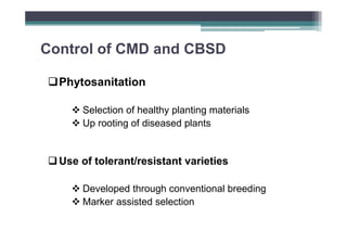 Control of CMD and CBSD
Phytosanitation
Selection of healthy planting materials
Up rooting of diseased plants

Use of tolerant/resistant varieties
Developed through conventional breeding
Marker assisted selection

 