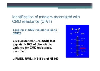 Identification of markers associated with
CMD resistance (CIAT)
Tagging of CMD resistance gene CMD2

R
Dist
cM

Marker
Name
rGY115

Molecular markers (SSR) that
explain > 90% of phenotypic
variance for CMD resistance,
identified

7.9
rGY9
15.6
rGY1
16.1

CMD2
rSSRY28

11.3
Ai19

RME1, RME2, NS158 and NS169

 