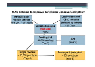 MAS Scheme to Improve Tanzanian Cassava Germplasm
Introduce CMD
resistant varieties
from CIAT ≈ 90 (Year1)
Controlled crossing
(next slide)
(Year 2)
Seedling trial
(60,000 seedlings)
(Year 3)

Single row trial
≈ 10,000 genotypes
(Year 4)

Local varieties with
CBSD tolerance
(selected by farmers)
≈ 60 (Year 1)

MAS
(Year 3)

Farmer participatory trial

≈ 600 genotypes
(Year 5)

 
