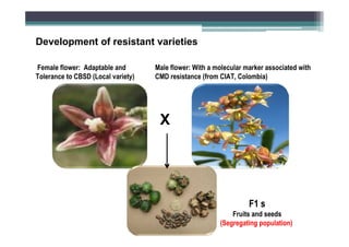 Development of resistant varieties
Female flower: Adaptable and
Tolerance to CBSD (Local variety)

Male flower: With a molecular marker associated with
CMD resistance (from CIAT, Colombia)

X

F1 s
Fruits and seeds
(Segregating population)

 