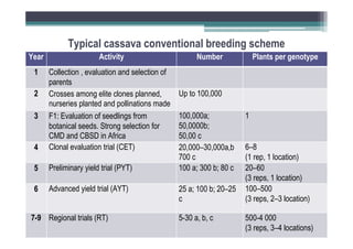 Typical cassava conventional breeding scheme
Year

Activity

1

4

Collection , evaluation and selection of
parents
Crosses among elite clones planned,
nurseries planted and pollinations made
F1: Evaluation of seedlings from
botanical seeds. Strong selection for
CMD and CBSD in Africa
Clonal evaluation trial (CET)

5

Preliminary yield trial (PYT)

6

Advanced yield trial (AYT)

2
3

7-9 Regional trials (RT)

Number

Plants per genotype

Up to 100,000
100,000a;
50,0000b;
50,00 c
20,000–30,000a,b
700 c
100 a; 300 b; 80 c
25 a; 100 b; 20–25
c
5-30 a, b, c

1

6–8
(1 rep, 1 location)
20–60
(3 reps, 1 location)
100–500
(3 reps, 2–3 location)
500-4 000
(3 reps, 3–4 locations)

 