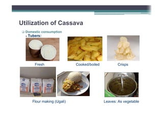 Utilization of Cassava
Domestic consumption

Tubers:

Fresh

Flour making (Ugali)

Cooked/boiled

Crisps

Leaves: As vegetable

 