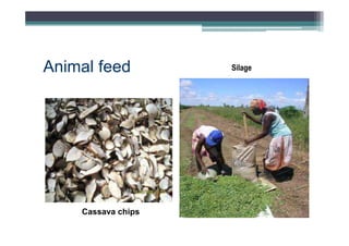 Animal feed

Cassava chips

Silage

 