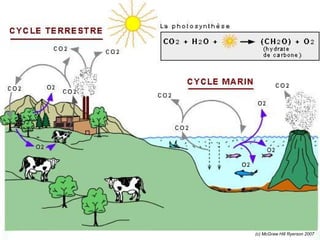 Les cycles des nutriments:
Le cycle du carbone (suite)

(c) McGraw Hill Ryerson 2007

 