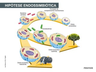 HIPÓTESE ENDOSSIMBIÓTICALuisMoura,2012.Digital.
 