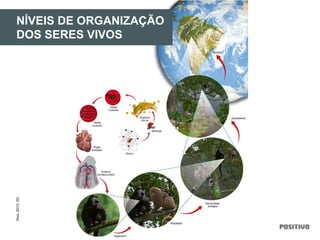 NÍVEIS DE ORGANIZAÇÃO
DOS SERES VIVOS
Divo,2013.3D.
 