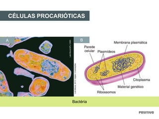 CÉLULAS PROCARIÓTICAS
Bactéria
BA
LatinStock/SPL/CNRI
LuisMoura,2013.Digital.2ilustrações.
 