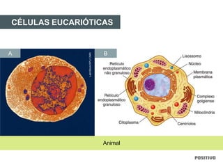 CÉLULAS EUCARIÓTICAS
Animal
BA
LatinStock/SPL/CNRI
 