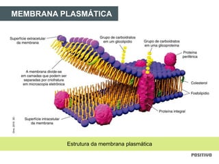 MEMBRANA PLASMÁTICA
Estrutura da membrana plasmática
Divo,2010.3D.
 