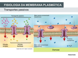 FISIOLOGIA DA MEMBRANA PLASMÁTICA
Transportes passivos
Osmose
Angela Giseli. 2013. Digital. 2 ilustrações.
 