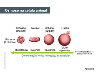 Concentração iônica no
espaço intercelular
Osmose na célula animal
JackArt,2010.Digital.2ilustrações.
 