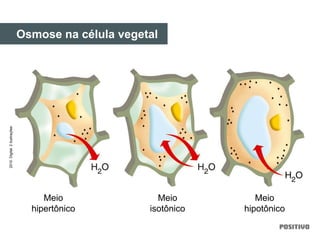 Meio
hipertônico
Meio
isotônico
Meio
hipotônico
Osmose na célula vegetal
2010.Digital.2ilustrações
 