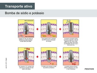 Transporte ativo
Bomba de sódio e potássio
JackArt,2013.Digital.
 