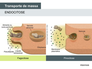 Transporte de massa
ENDOCITOSE
Fagocitose Pinocitose
EduardoBorges/AngelaGiseli,2013.Mista.
 