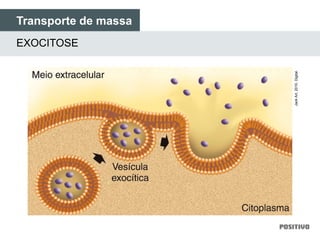 Transporte de massa
EXOCITOSE
JackArt,2010.Digital.
 