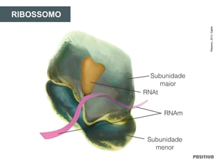 RIBOSSOMO
Raqsonu,2013.Digital.
 