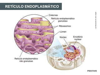 RETÍCULO ENDOPLASMÁTICO
LuisMoura/JackArt,2010.Digital.
 