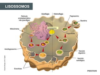 LISOSSOMOS
EduardoBorges,2010.Digital.
 