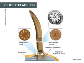 CÍLIOS E FLAGELOSEduardoBorges/JackArt,2009.Digital.
 
