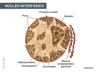 NÚCLEO INTERFÁSICO
JackArt,2010.Digital
 