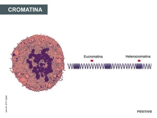 CROMATINA
JackArt,2010.Digital
 