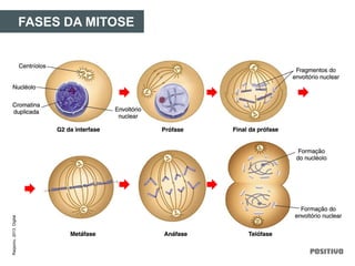 Raqsonu,2013.Digital.
FASES DA MITOSE
 
