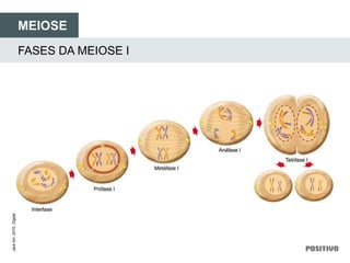 FASES DA MEIOSE I
MEIOSE
JackArt,2010.Digital.
 