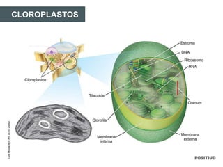 CLOROPLASTOS
LuisMoura/JackArt,2010.Digital.
 