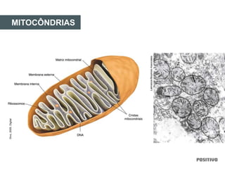 MITOCÔNDRIAS
Divo,2005.Digital
Latinstock/BiophotoAssociates
 