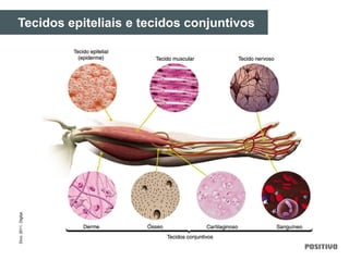 Tecidos epiteliais e tecidos conjuntivosDivo,2011.Digital.
 